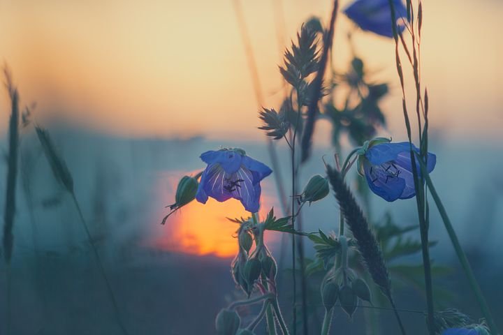 Purple flowers at sunset.